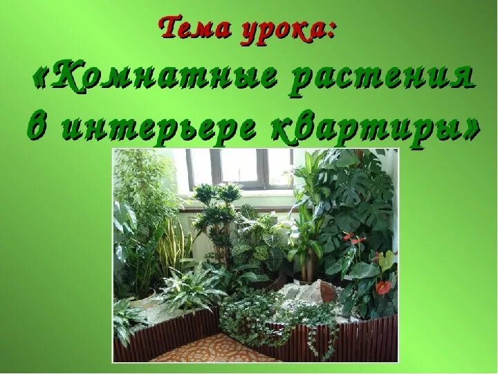 Растения в интерьере жилого дома 6 класс Презентация по технологии "Комнатные растения" 6 класс