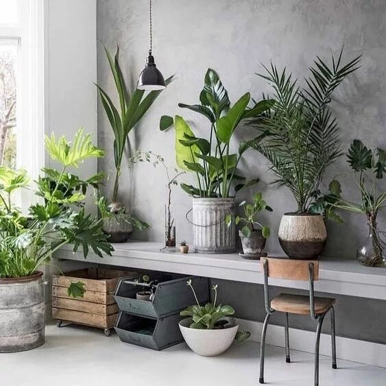 Растения в современном интерьере plant corner Interior plants, Botanical interior, Concrete interiors