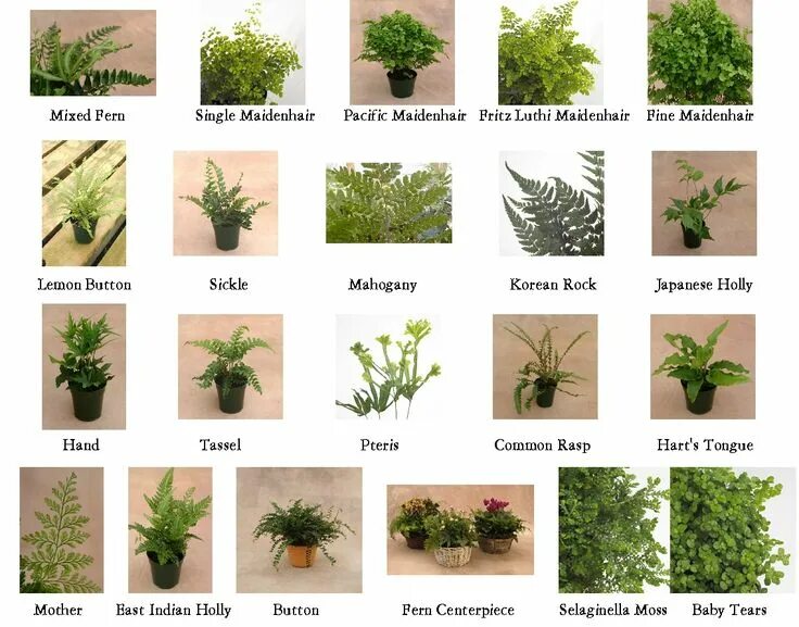 Растения виды фото и названия Pin by Cassi Murakami on Garden: Plant Species Types of ferns, Plants, Types of 