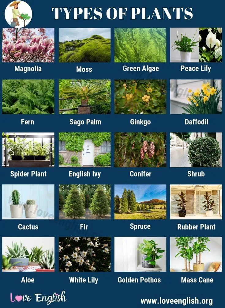 Растения виды фото и названия Types of Plants: 20 Different Types of Plants in English - Love English Types of