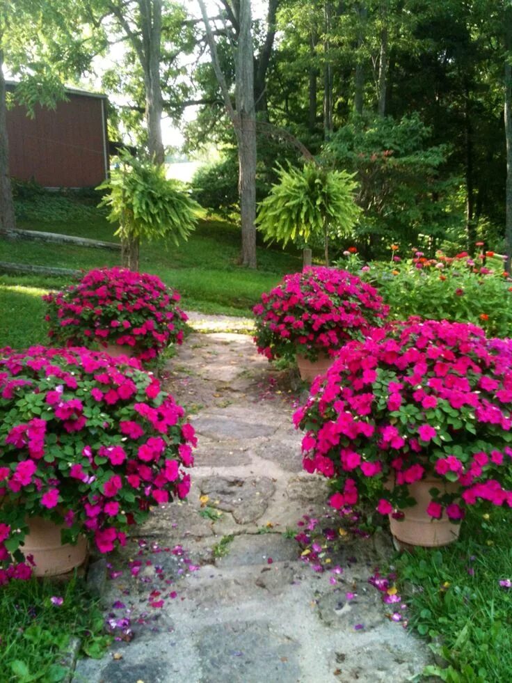 Растения во дворе фото One of my favorite flowers. Garden containers, Rock garden landscaping, Front ya