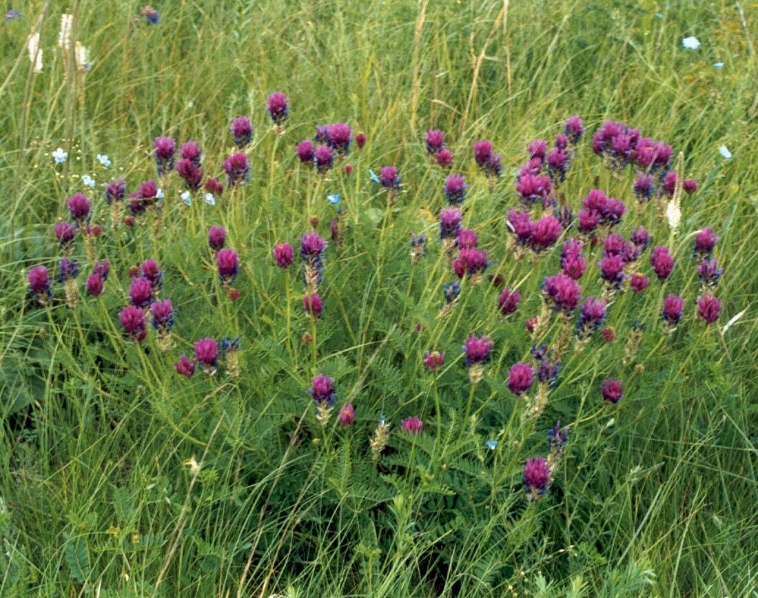 Растения волгоградской области фото Astragalus onobrychis - Изображение особи - Плантариум