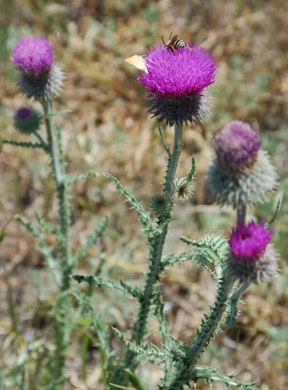 Растения волгоградской области фото Carduus uncinatus - Image of an specimen - Plantarium