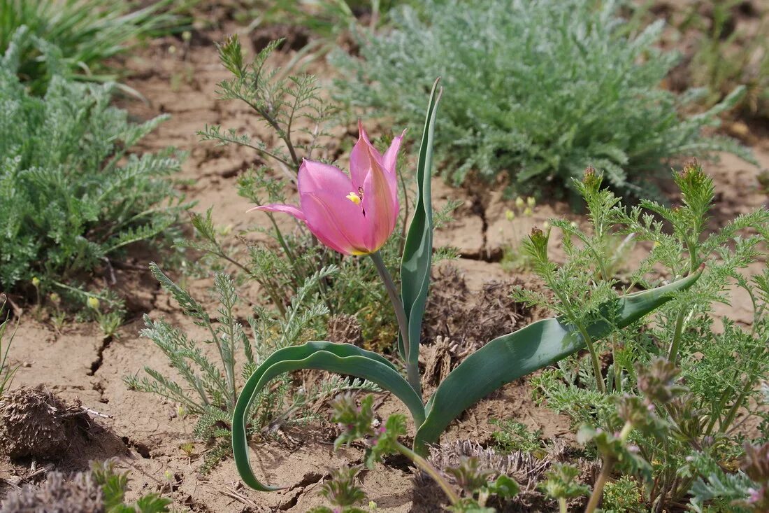 Растения волгоградской области фото Tulipa suaveolens - Image of an specimen - Plantarium