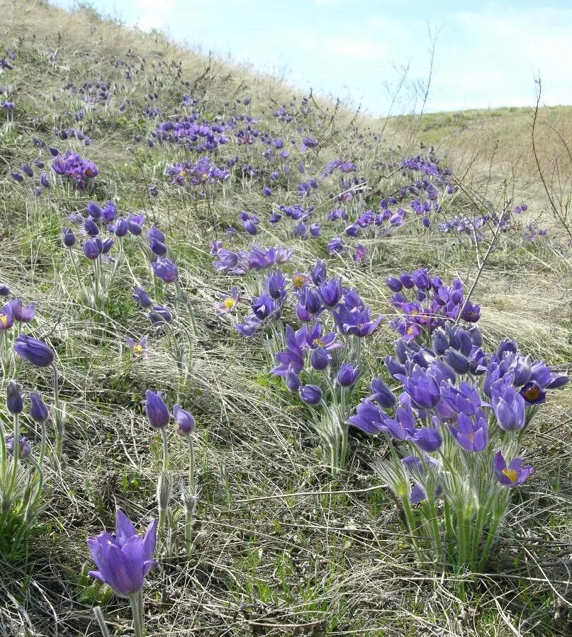 Растения волгоградской области фото Pulsatilla patens - Image of an specimen - Plantarium