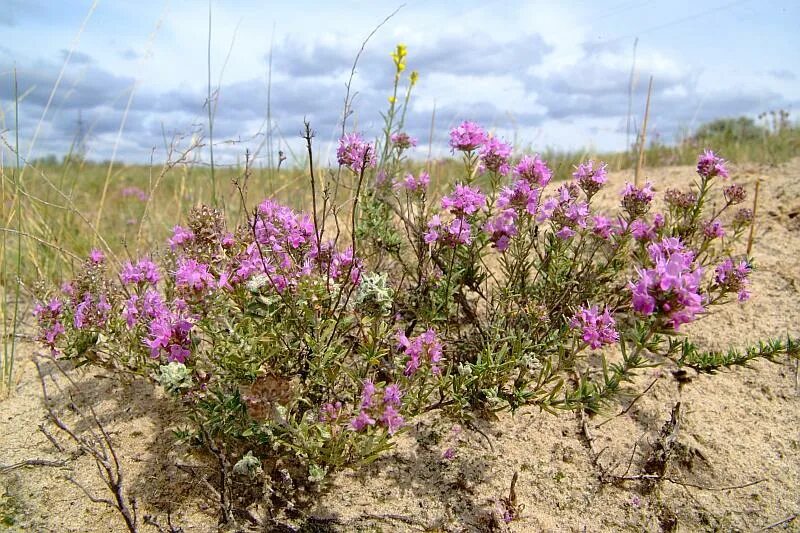 Растения волгоградской области фото Thymus pallasianus - Image of an specimen - Plantarium