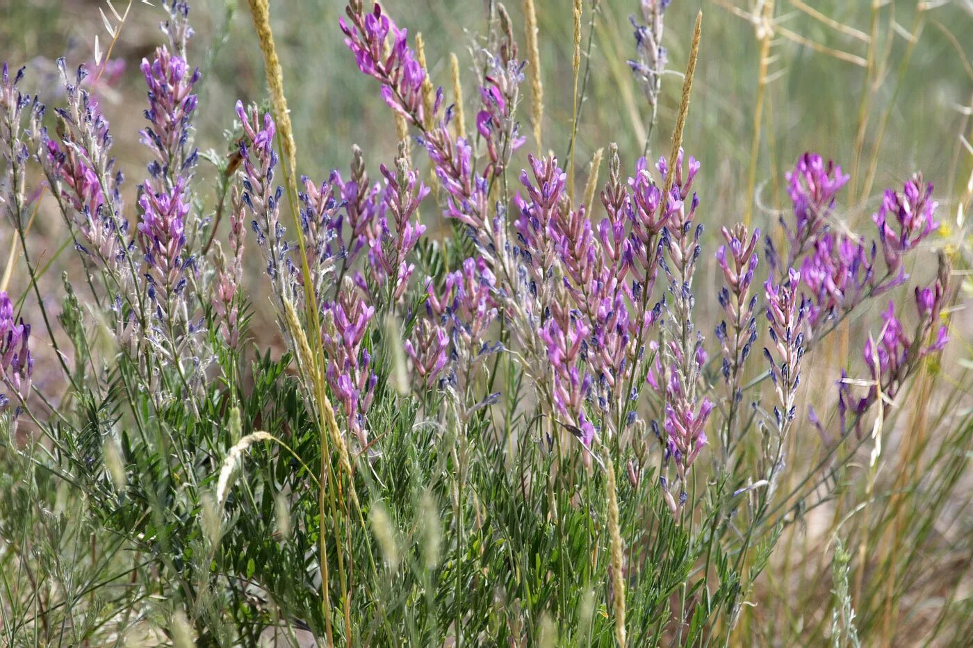 Растения волгоградской области фото Astragalus varius - Image of an specimen - Plantarium