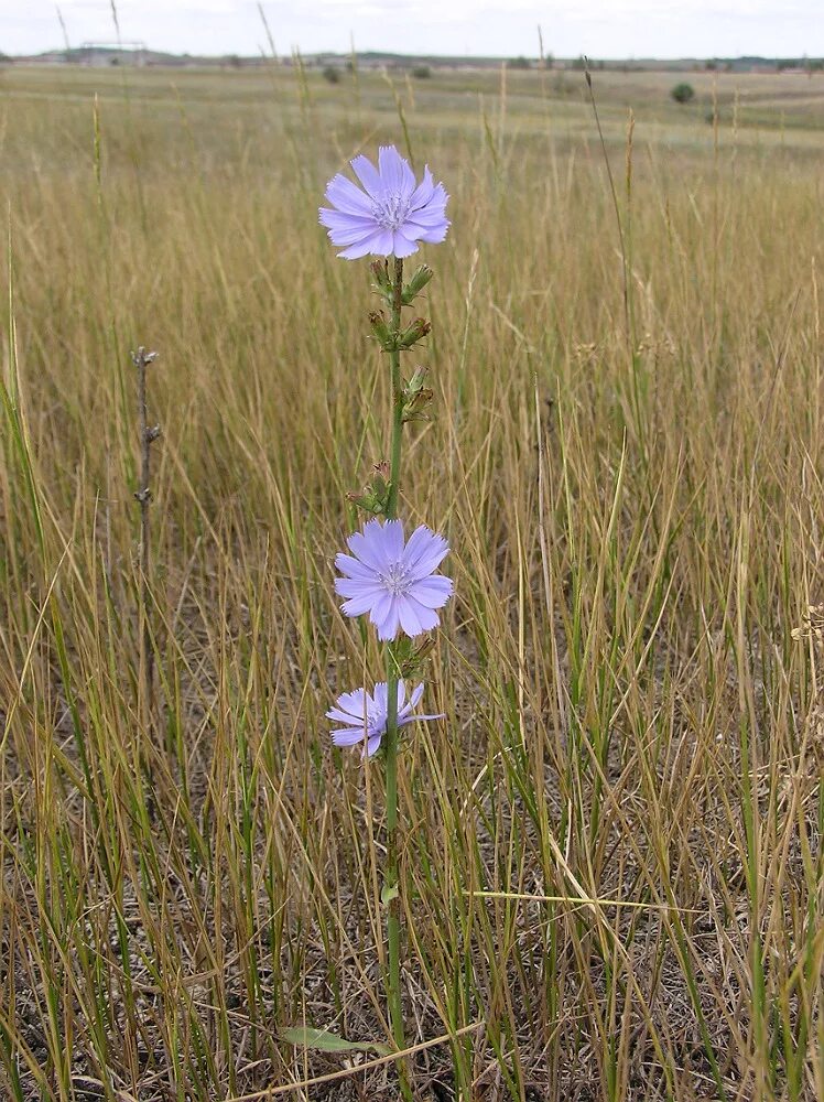 Растения волгоградской области фото и названия Cichorium intybus - Image of an specimen - Plantarium