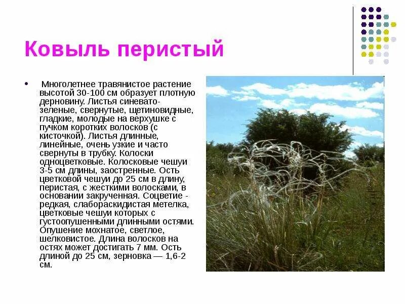 Растения волгоградской области фото и описание Редкие и охраняемые растения Волгоградской области Красная книга Волгоградской о