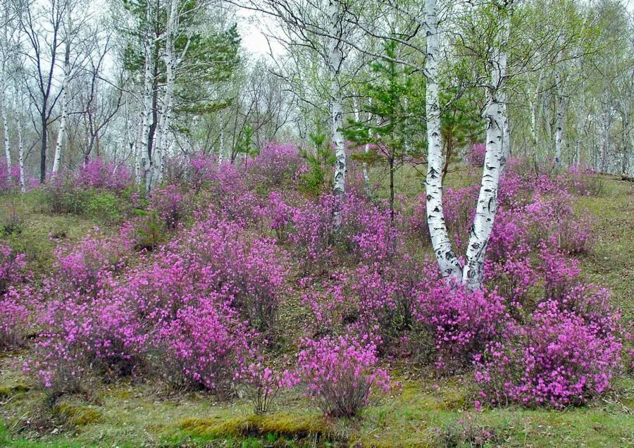 Растения забайкальского края фото Pin en FLORI - FLORILE DE CAMP