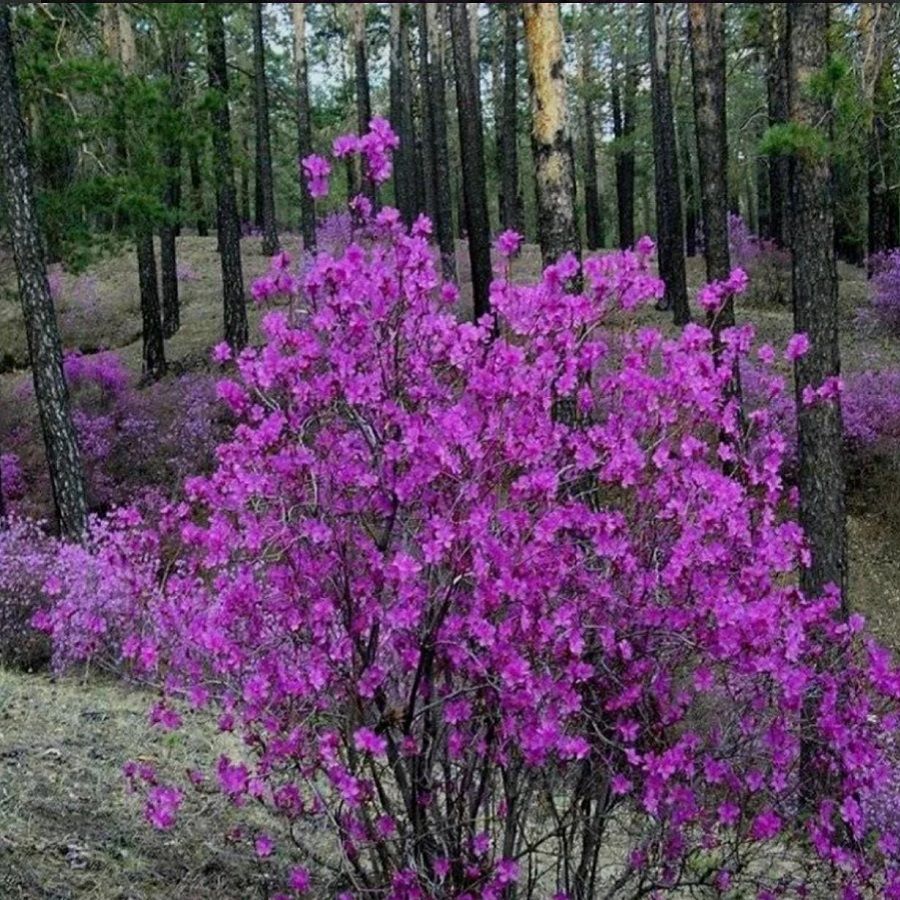 Растения забайкальского края фото Рододендроны Deodar SEEDS COMPANY рододендрон_Рододендрон даурский - купить по в