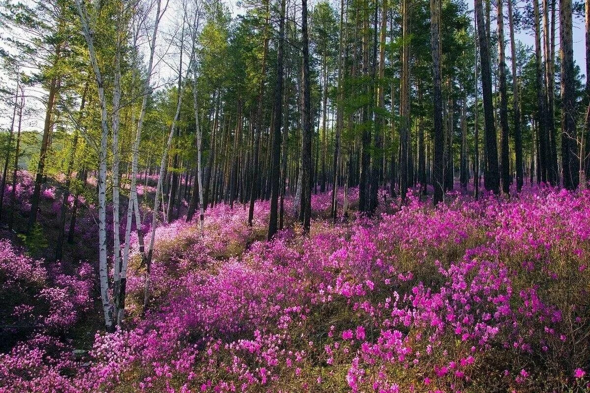 Растения забайкальского края фото Леса на планете. Восточно-Сибирская тайга