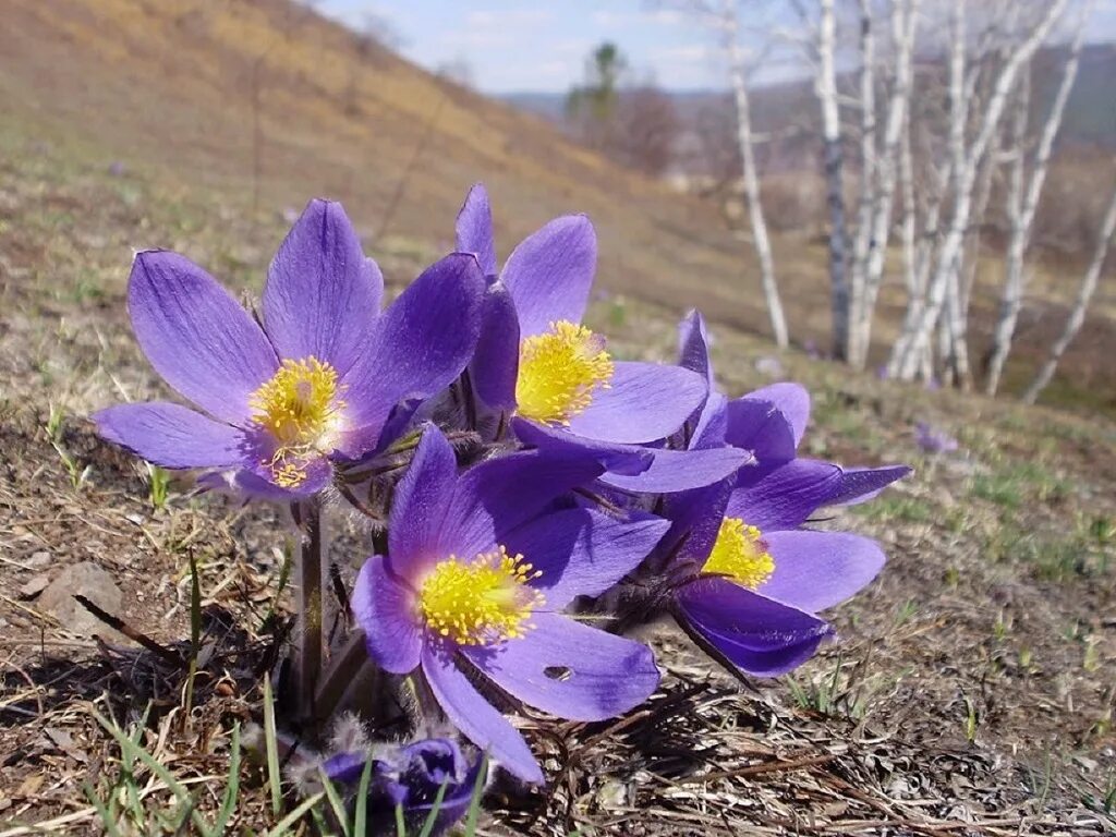 Растения забайкальского края фото Объявлены победители конкурса Эковзгляд в 2021 году Русское географическое общес