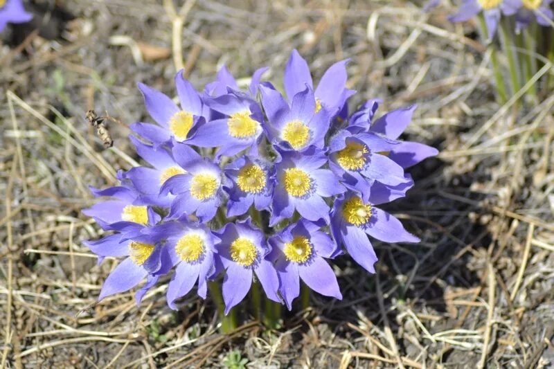 Растения забайкальского края фото и описание Pulsatilla multifida - Изображение особи - Плантариум