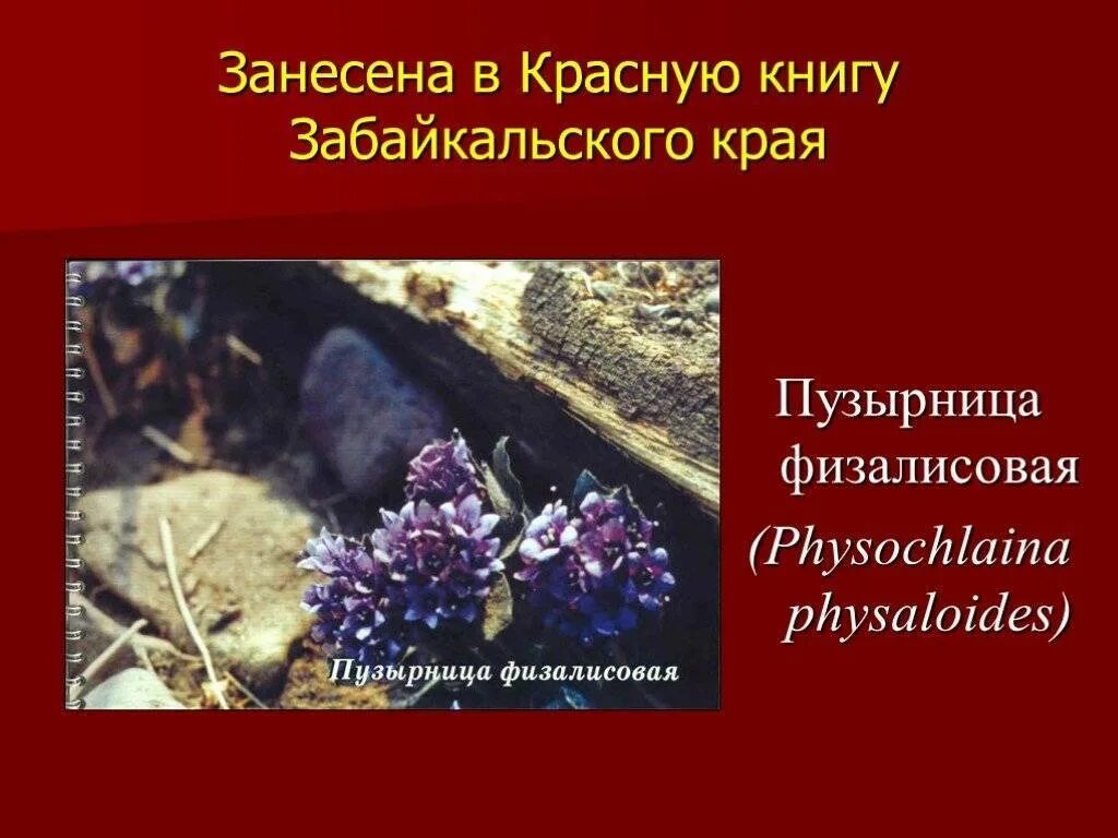 Растения забайкальского края фото и описание Растения и животные красной книги забайкальского края