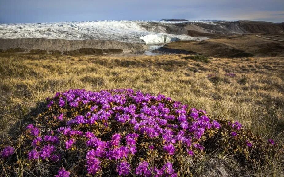 Растения заповедника остров врангеля фото с названиями 4 Unforgettable Days By The Arctic Cirlce Kangerlussuaq West Greenland Guide to 