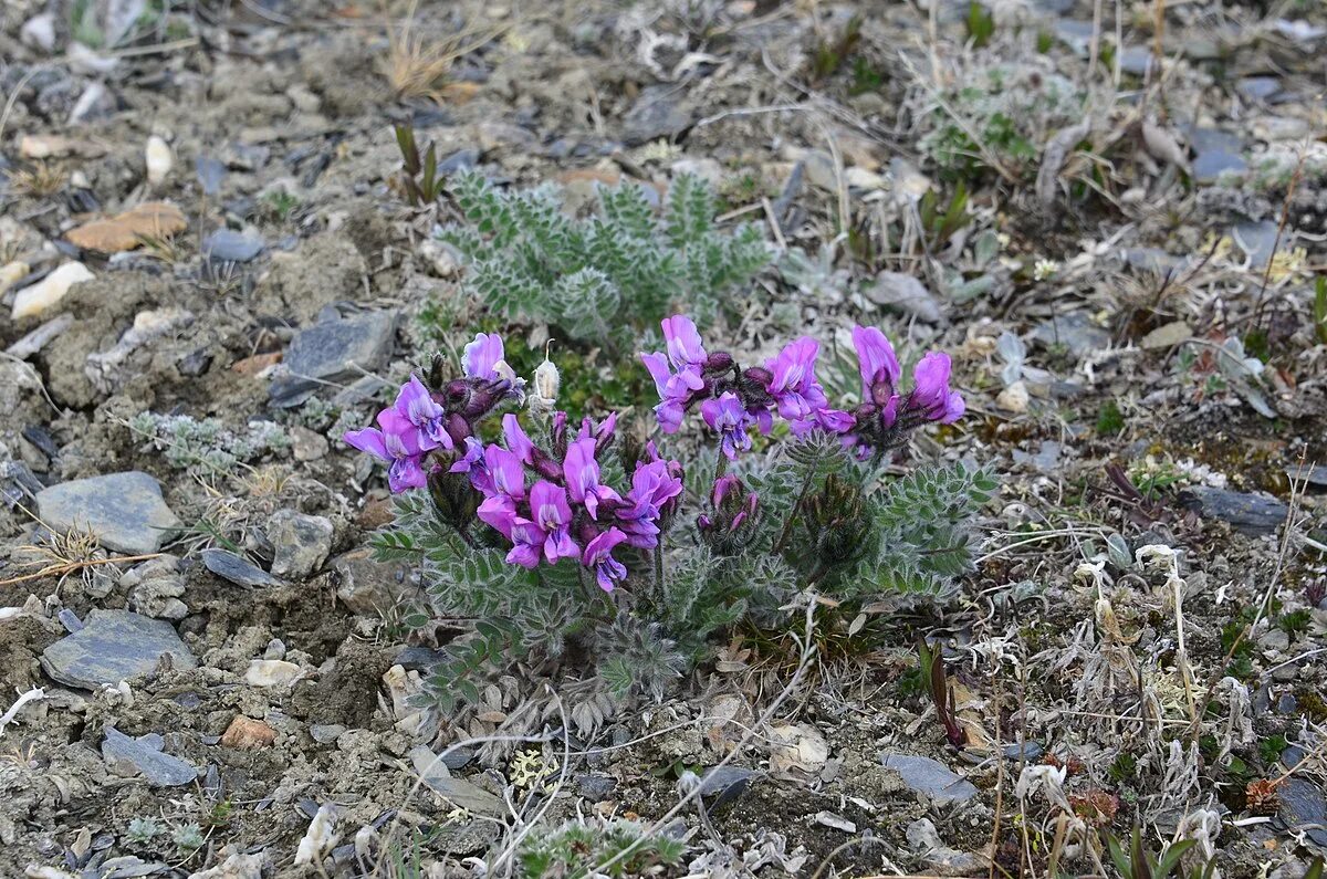 Растения заповедника остров врангеля фото с названиями Datei:Oxytropis wrangelii.jpg - Wikipedia