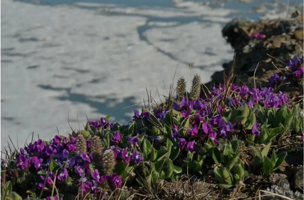 Растения заповедника остров врангеля фото с названиями RUSSIAN ARCTIC NATIONAL PARK Dan4ik Дзен