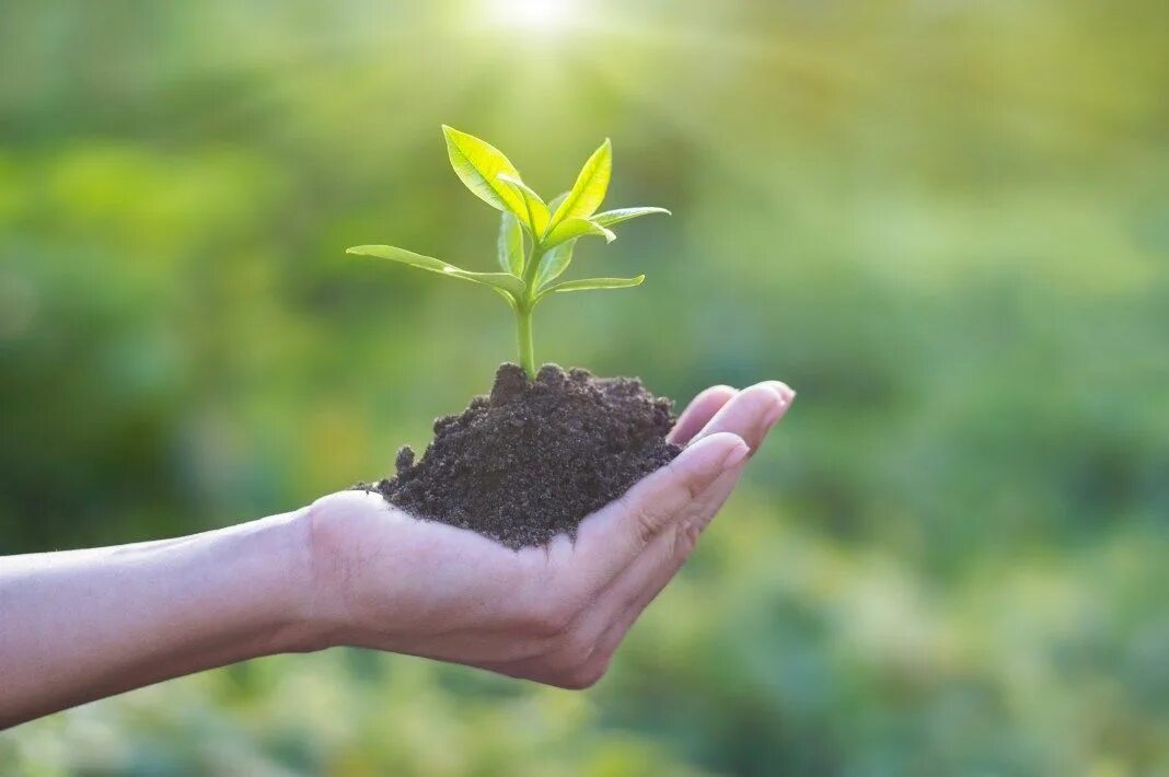 Растения земли фото Human hand holding young plant with soil on nature background, environment conce