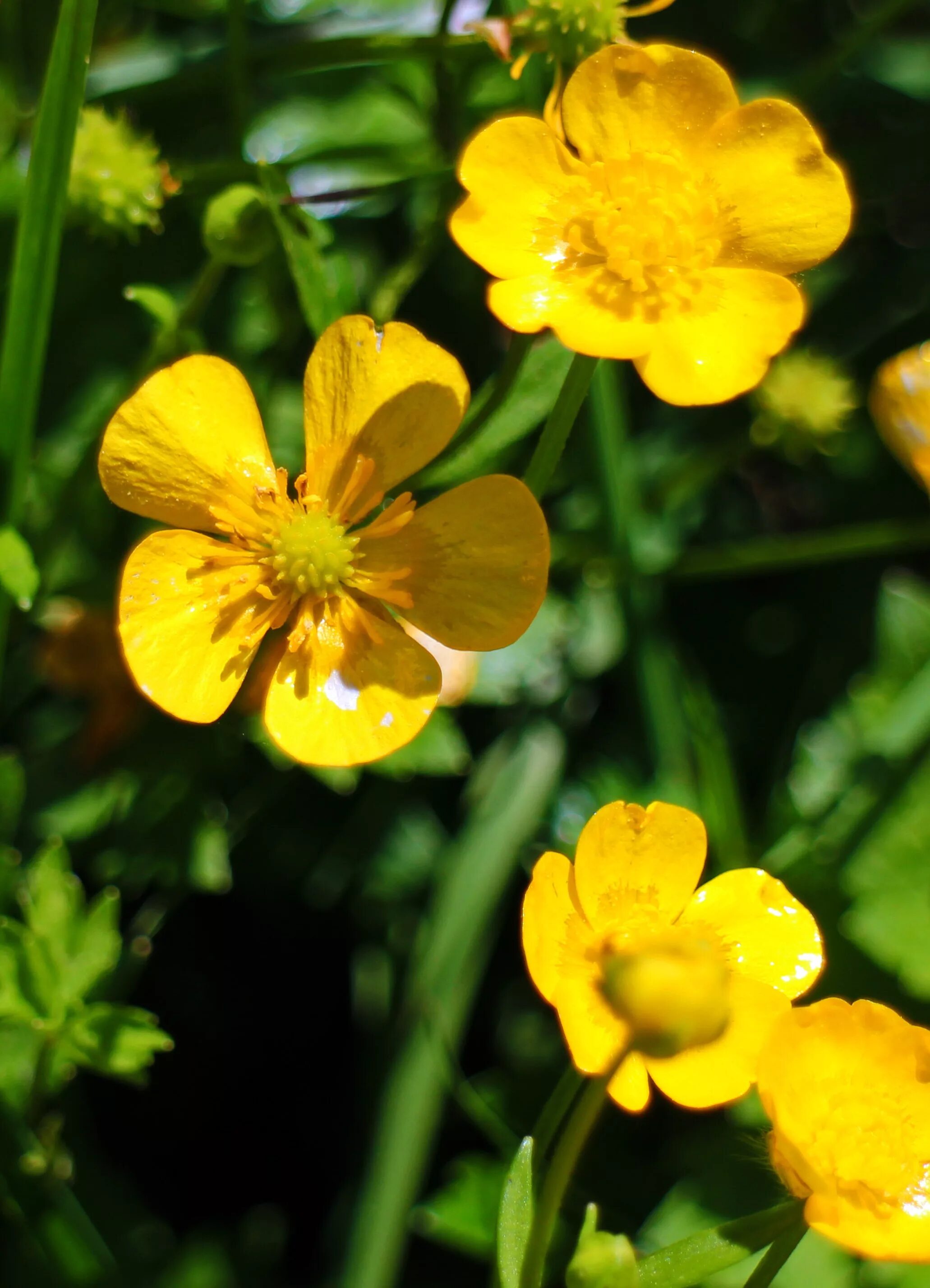 Растения желтого цвета фото с названиями Free Images : nature, meadow, flower, petal, botany, flora, wildflower, flowers,