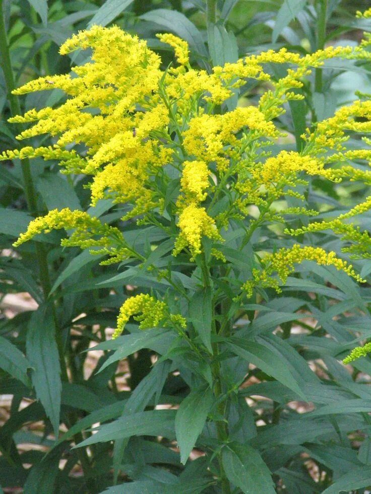 Растения желтого цвета фото с названиями The Goldenrod was named the state flower of the U.S. state of Kentucky in 1926 -