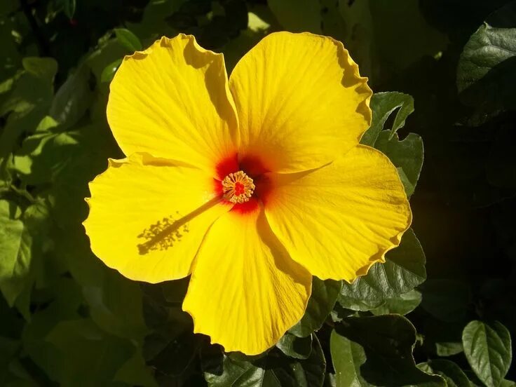 Растения желтого цвета фото с названиями Hibiscus Yellow Flower Rosa - Free photo on Pixabay Hibiscus rosa sinensis, Flor