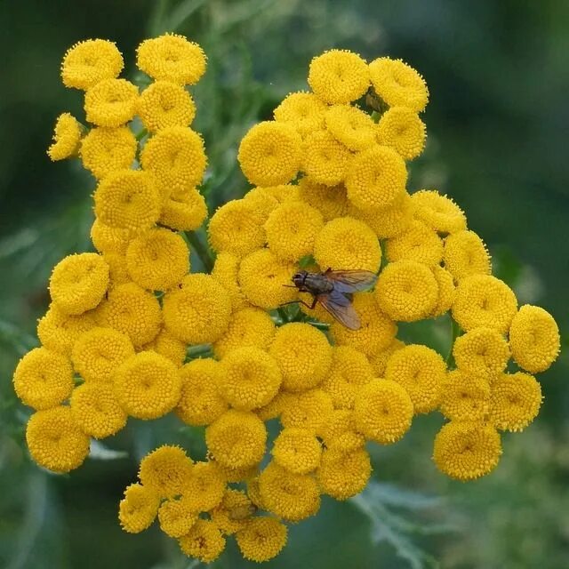 Растения желтого цвета фото с названиями Pietaryrtti Tanacetum Vulgare - Free photo on Pixabay Bloemzaden, Planten, Bloei