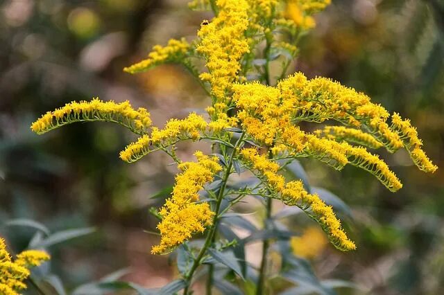 Растения желтого цвета фото с названиями Healing plants, Deer proof plants, Perennial plants