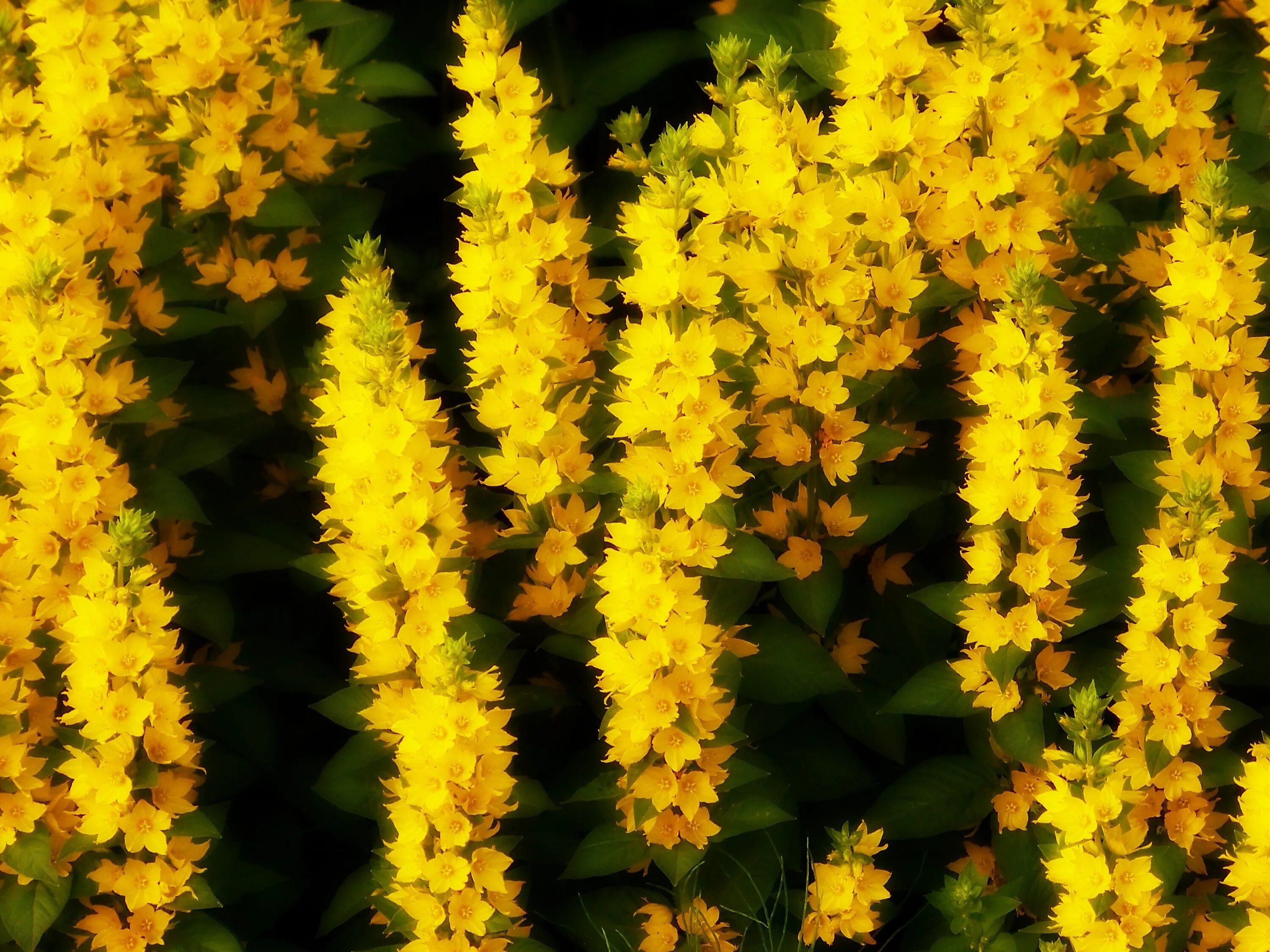 Растения желтого цвета фото с названиями Brush small yellow flowers Desktop wallpapers 1152x864