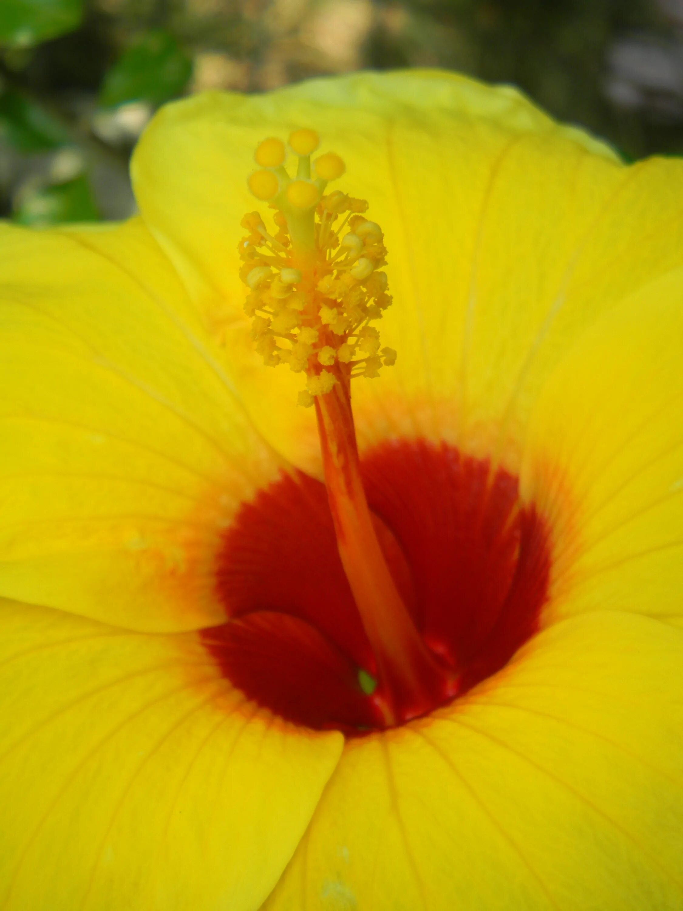 Растения желтого цвета фото с названиями Free Images : nature, blossom, flower, petal, yellow, garden, flora, wildflower,