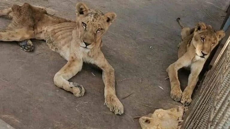 Растерзали львы фото Petition - The miserable condition of these poor lions in Mashhad zoo in Iran. -