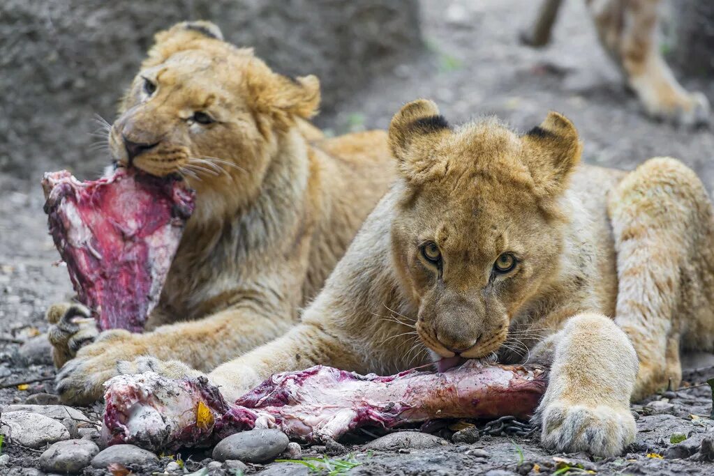 Растерзали львы фото Lion cubs eating meat This one and the two next ones are o. Flickr