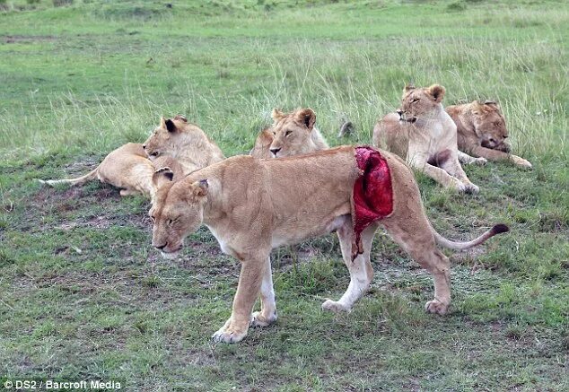 Растерзали львы фото Lioness survives being gored horrifically by a buffalo Daily Mail Online