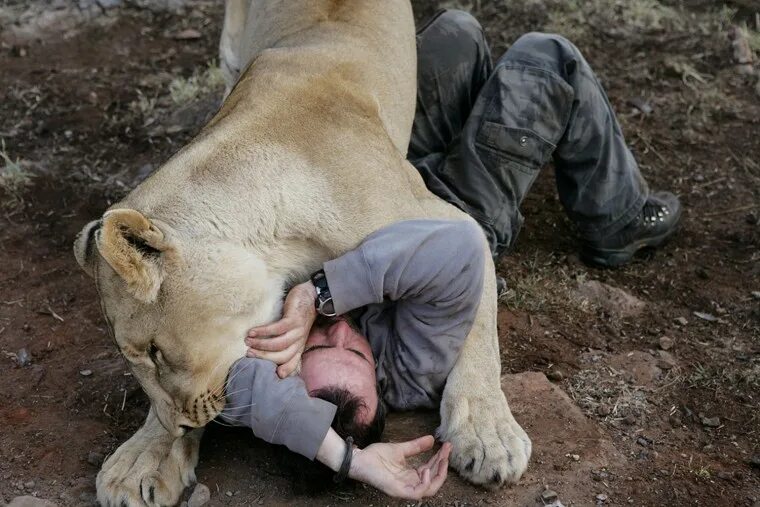 Растерзали львы фото The Lion Whisperer