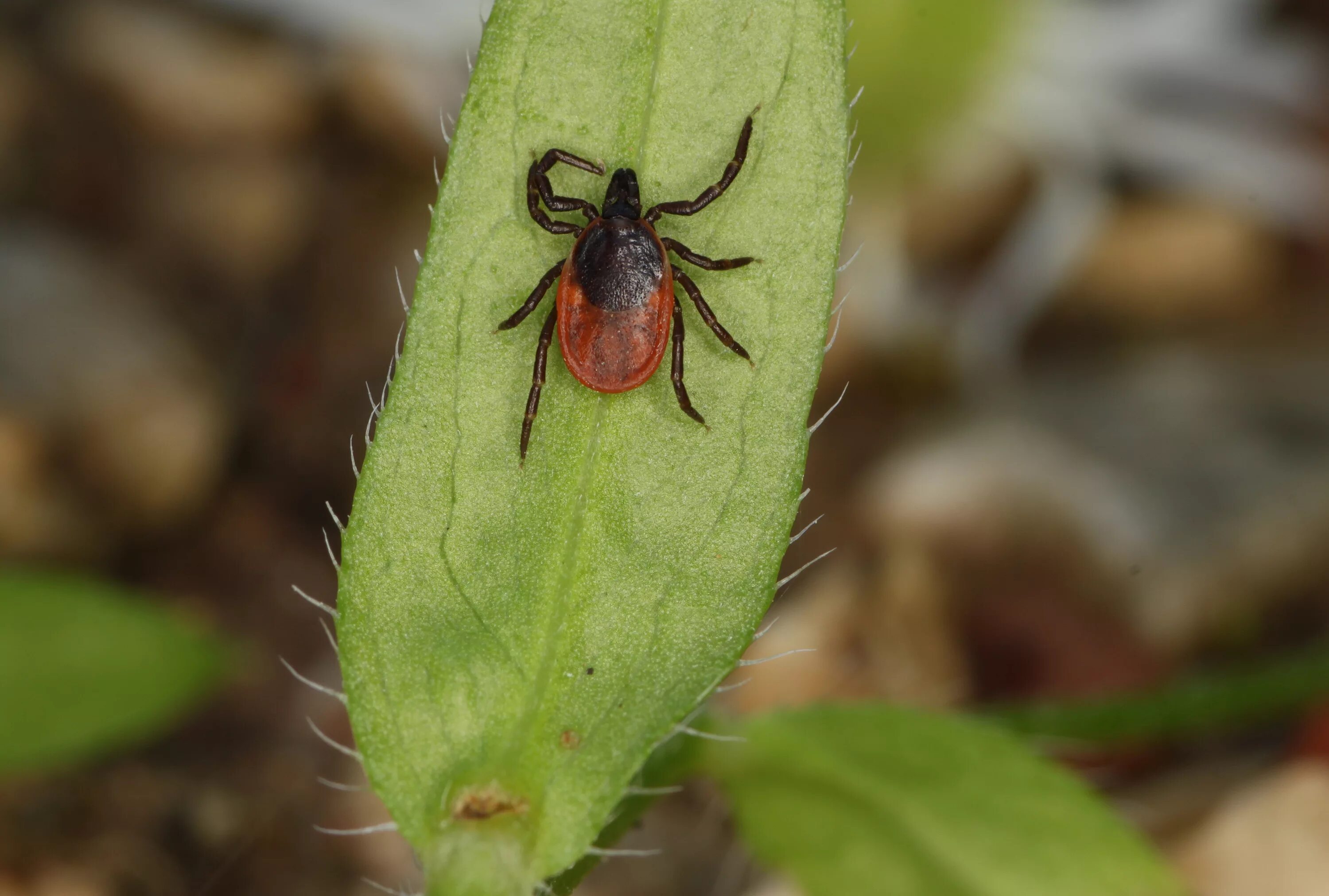 Растительноядные клещи фото File:Gemeine-Holzbock-Ixodes-ricinus.jpg - Wikimedia Commons