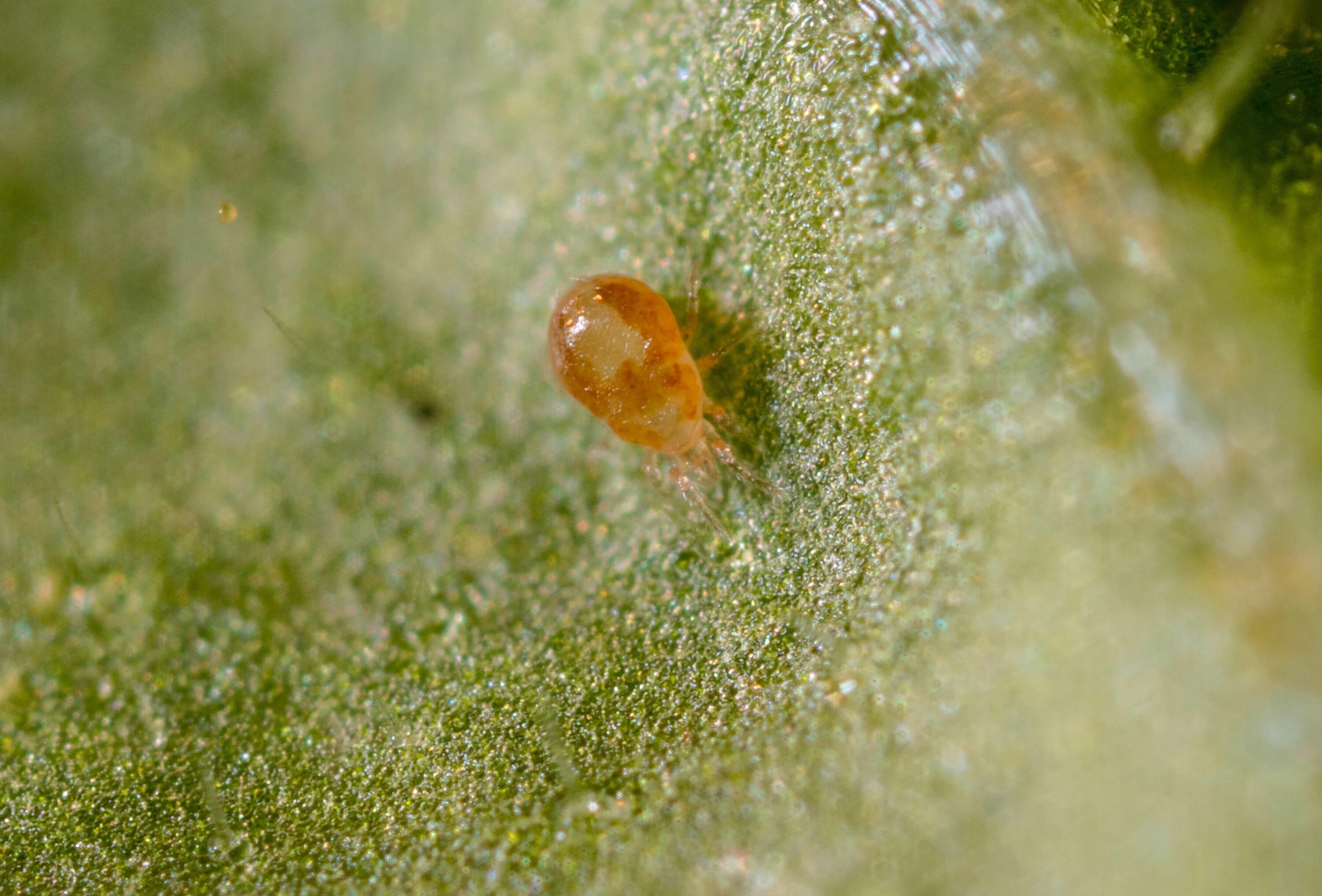 Растительноядные клещи фото Spical Spider Mite Control Predatory Mites (Neoseiulus californicus)