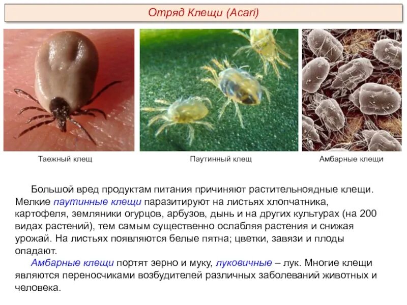 Растительноядные клещи фото Пименов А.В.Тема: Тип Членистоногие, класс Паукообразные Задачи:Изучить презента