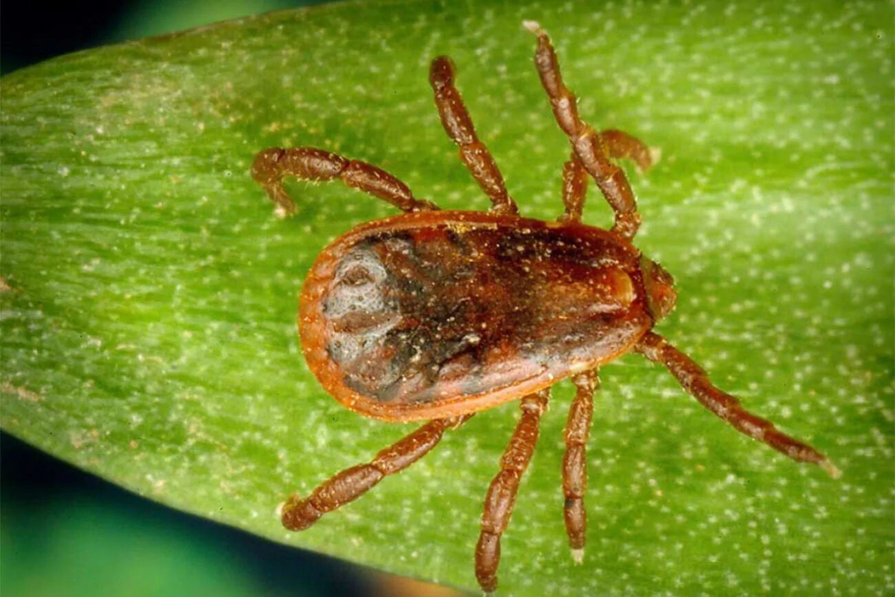 Растительноядные клещи фото UArizona researchers launch the Great Arizona Tick Check UArizona Health Science