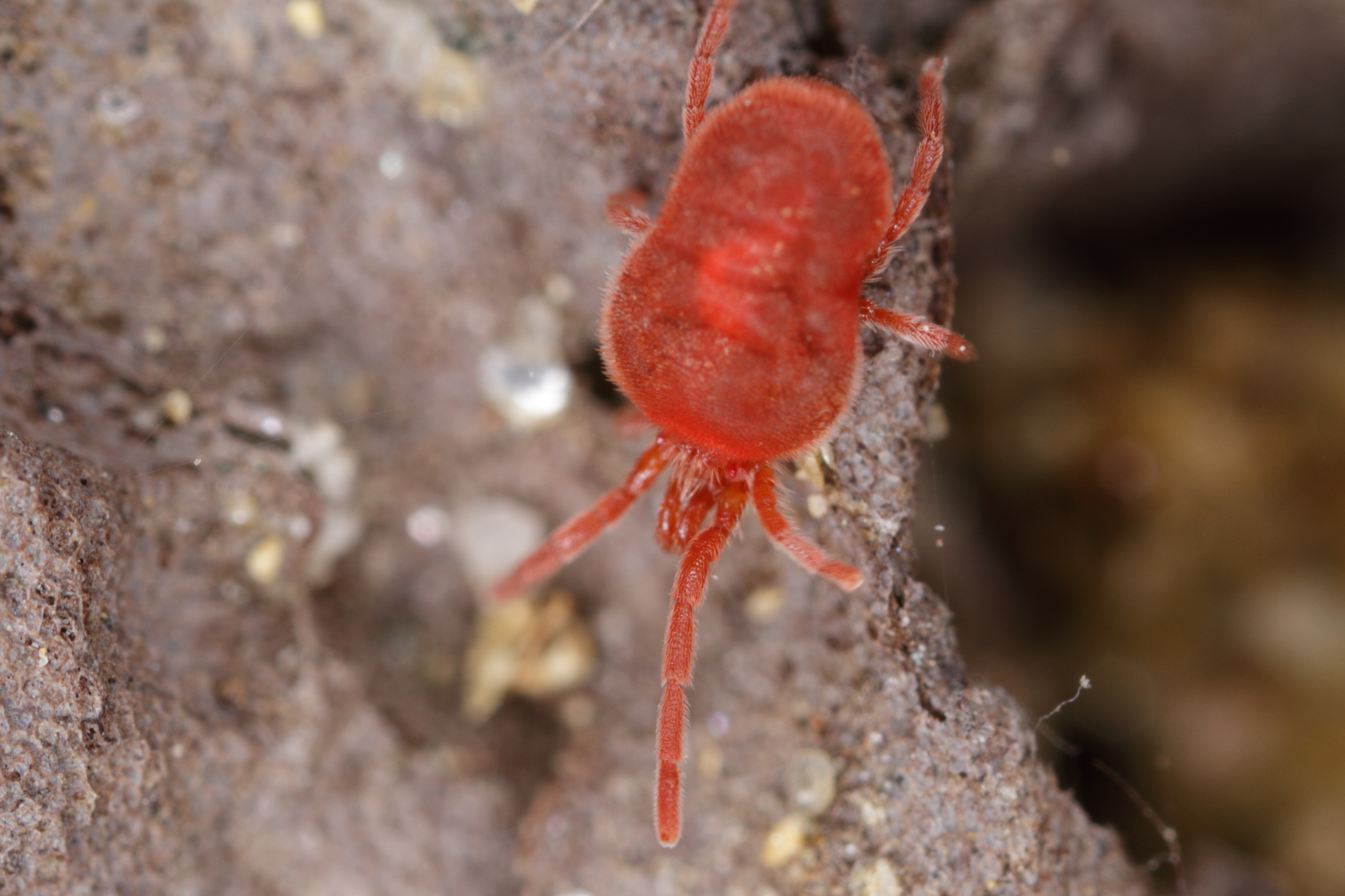 Растительноядные клещи фото File:Trombidium holosericeum - botanischer Garten Schönbrunn.jpg - Wikimedia Com