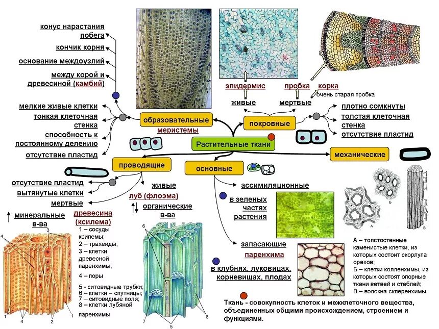 Растительные ткани фото Основные типы тканей многоклеточных растений