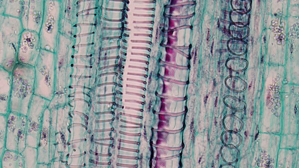 Растительные ткани фото File:Herbaceous Dicot Stem Xylem Vessels Cucurbita (35463815631).jpg - Wikipedia