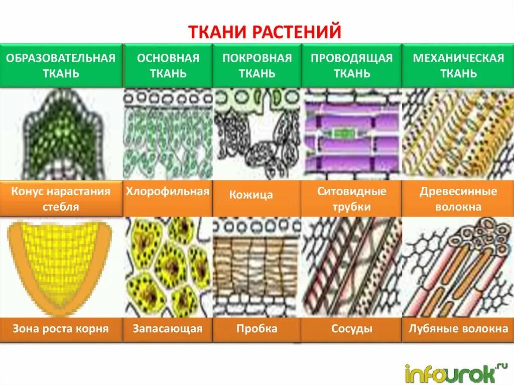 Растительные ткани фото Механическая ткань растений впр: найдено 74 изображений