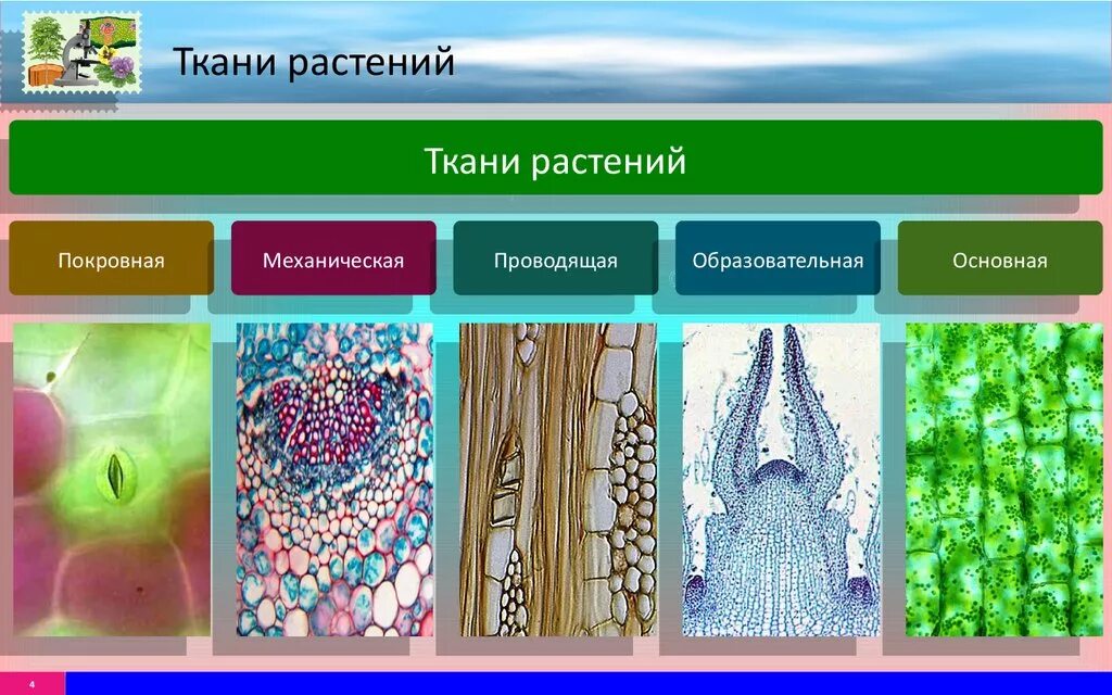 Растительные ткани фото Изображения и типы тканей растений