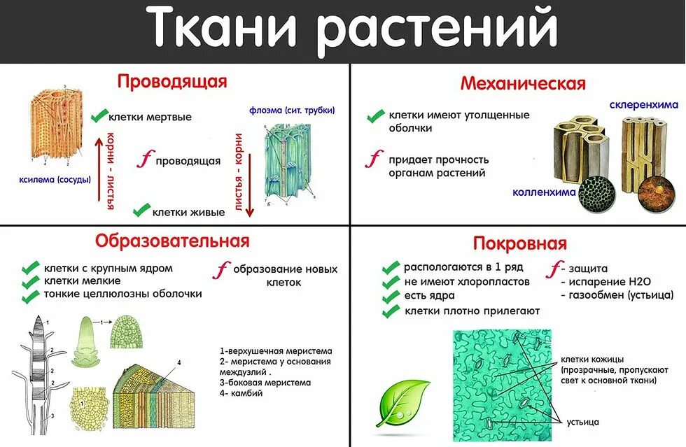 Растительные ткани фото Материал растения ткань: найдено 83 картинок