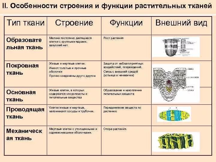 1 перечислите ткани растений