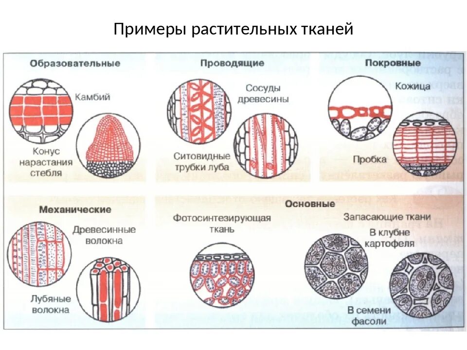 Растительные ткани фото Последовательность тканей растения