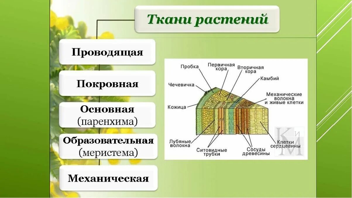 Растительные ткани фото У каких растений появляются ткани