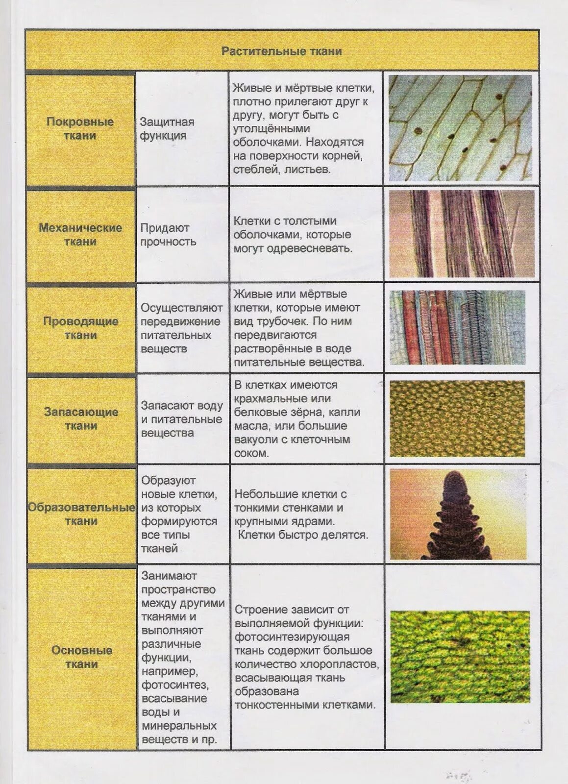 Растительные ткани фото Огэ по биологии ткани: найдено 75 изображений