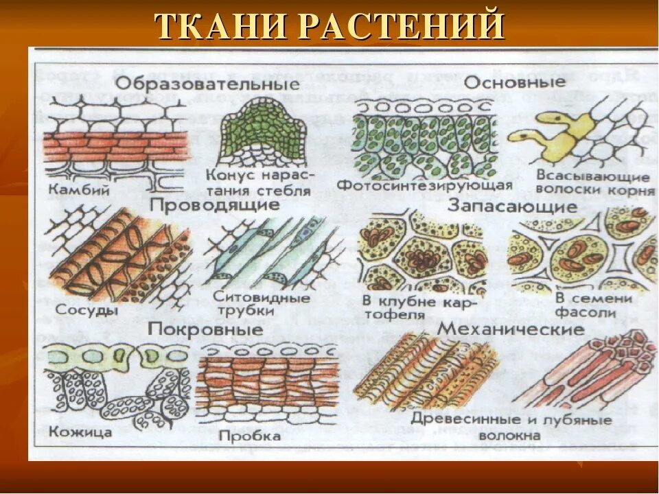 Растительные ткани фото Ткани растений рисунки с подписями