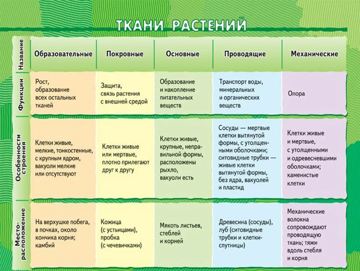 Растительные ткани фото Царства растений